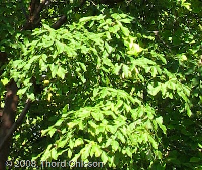 Acer griseum